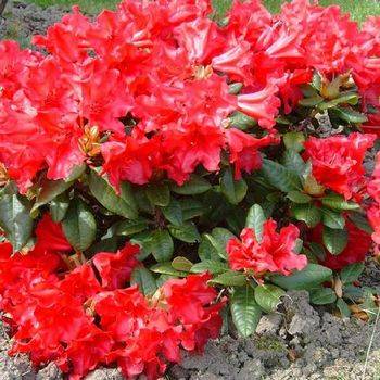 Рододендрон стелящийся ‘Scarlet Wonder’ (Rhododendron repens hybr. ‘Scarlet Wonder’)